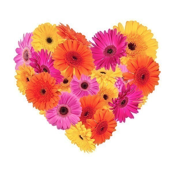 Corazn en Gerberas